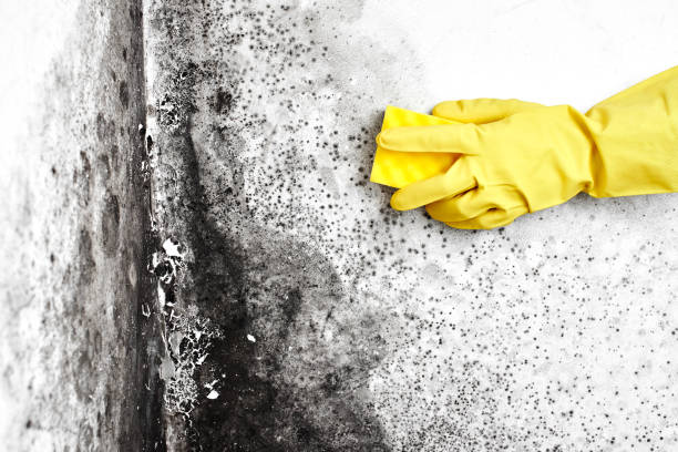 Best Emergency Mold Remediation in Mion, AR